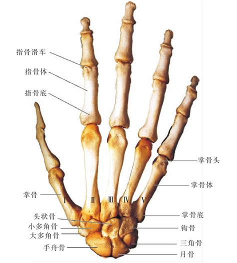 手骨|人体骨骼列表